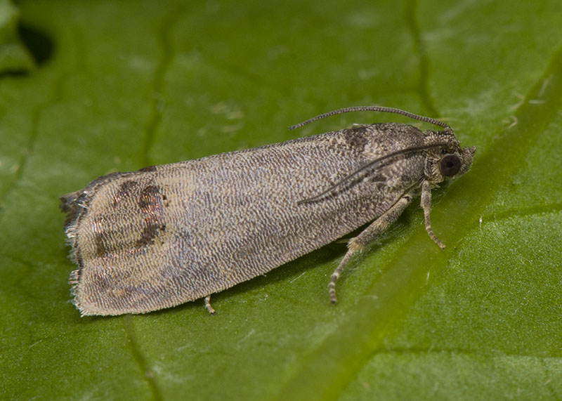 Tortricidae: Cydia pomonella